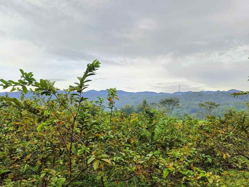 dijual tanah kebun jambu seluas 17 000