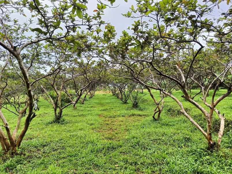 dijual tanah kebun jambu seluas 17 000