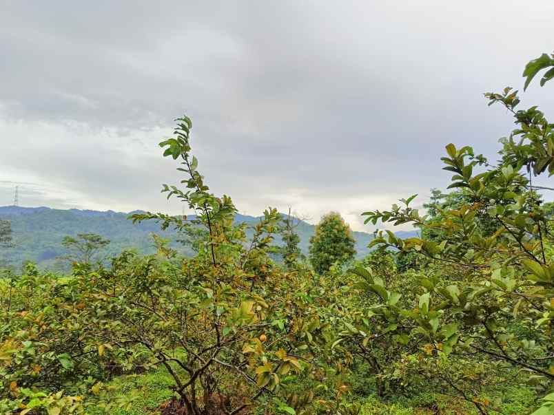 dijual tanah kebun jambu seluas 17 000