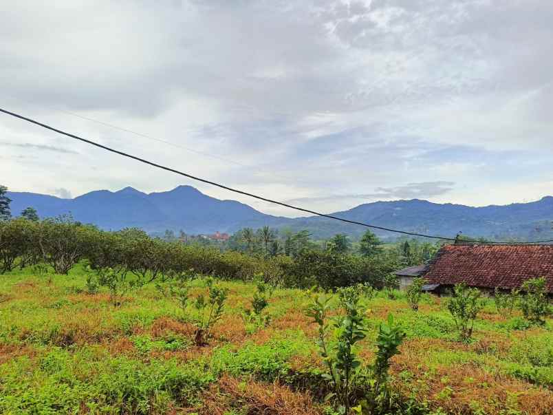 dijual tanah kebun jambu seluas 17 000