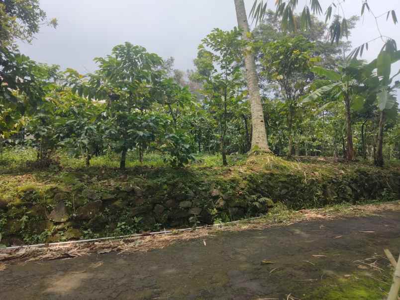 dijual tanah kebun kopi lingkungan penduduk