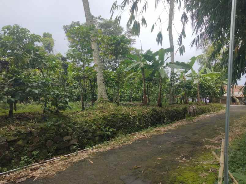 dijual tanah kebun kopi lingkungan penduduk