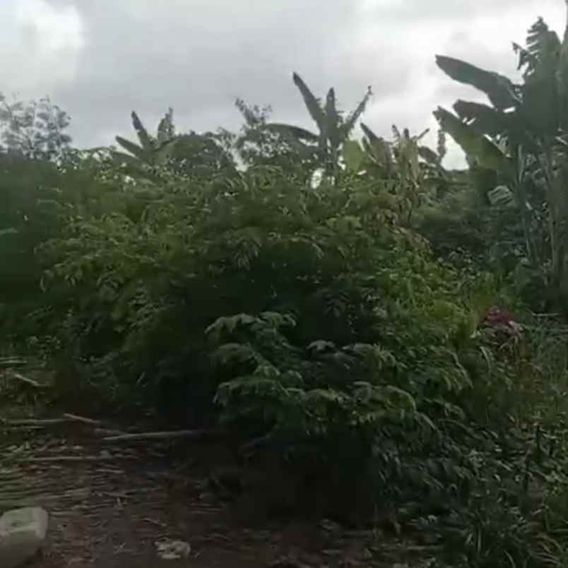 dijual tanah raya canggu ketobokan