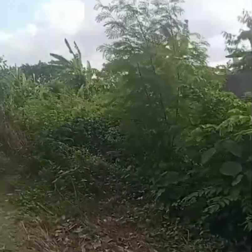 dijual tanah raya canggu ketobokan