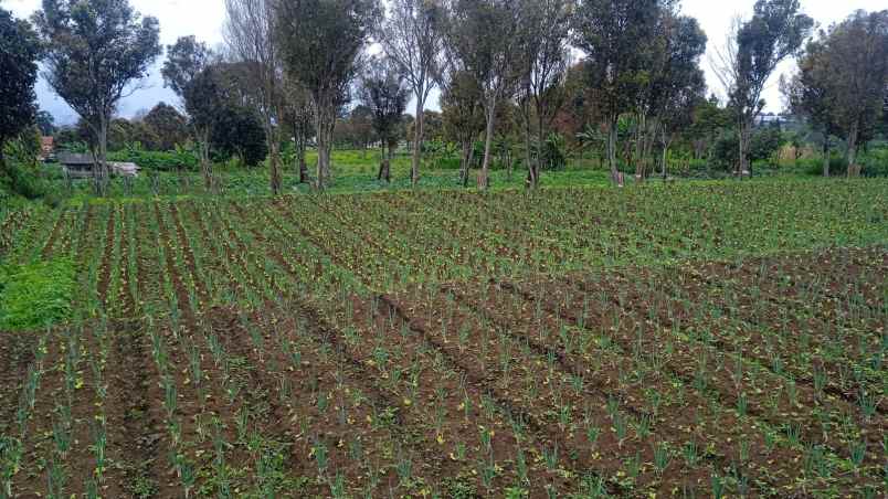 dijual tanah sersan bajuri