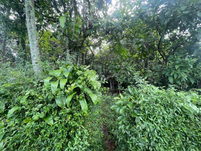 dijual tanah subang