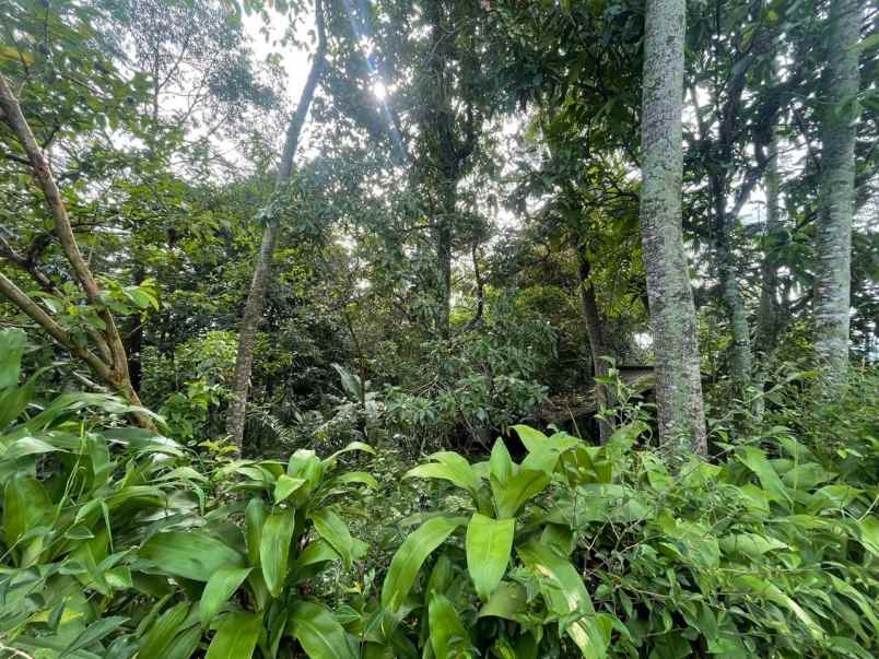 dijual tanah subang