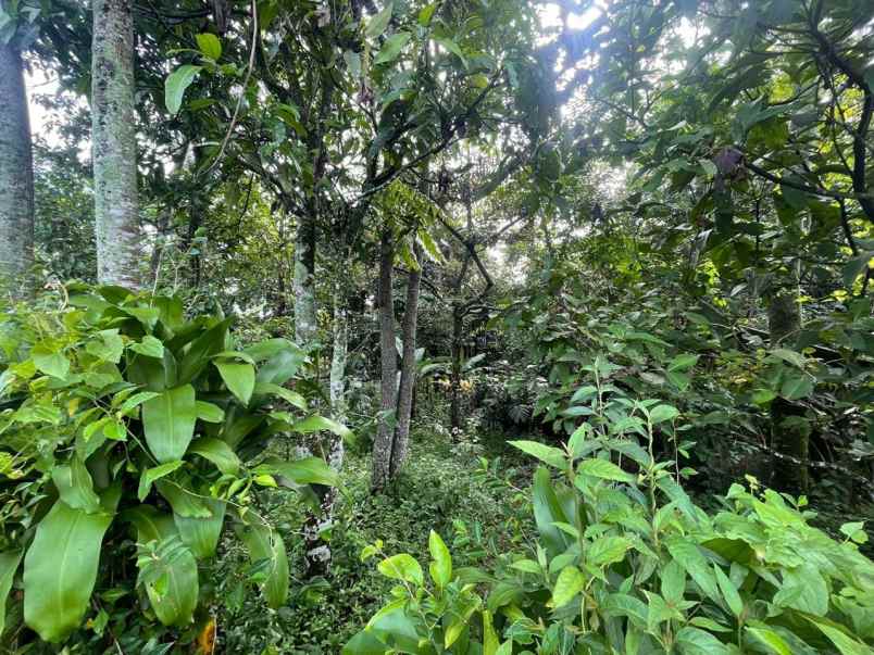 dijual tanah subang