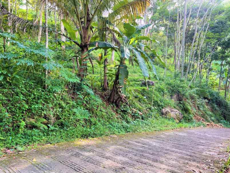 dijual tanah subur 2 hektar kerjo karanganyar