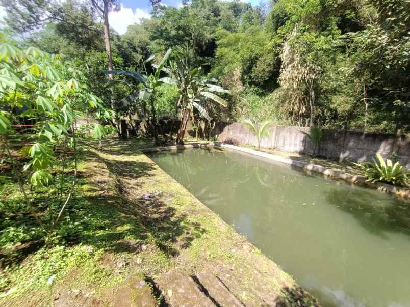dijual tanah tajur halang cijeruk bogor