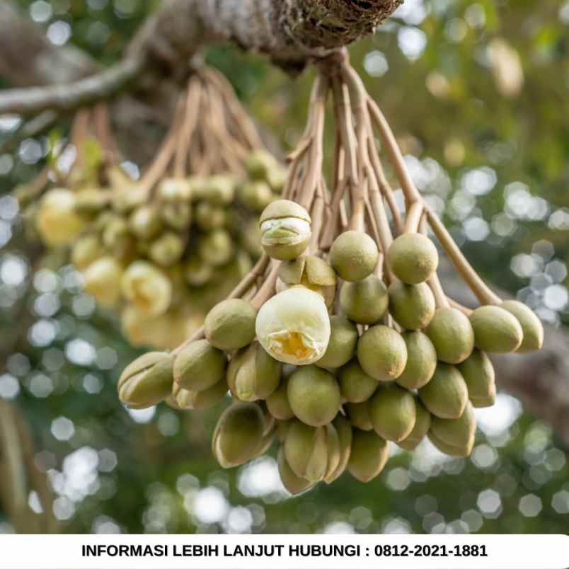 jual kebun durian 100 hektar di bogor