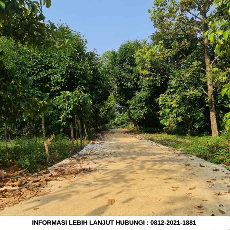 jual kebun durian 100 hektar di bogor
