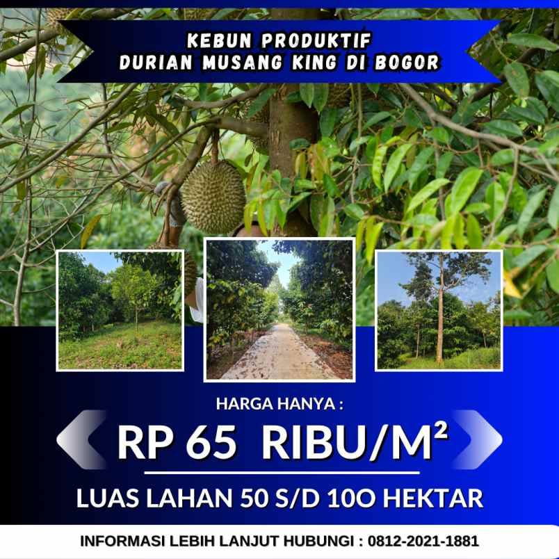 jual kebun durian 100 hektar di bogor