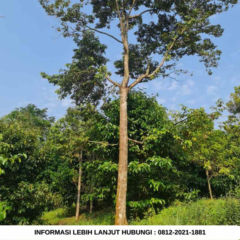 jual kebun durian 100 hektar di bogor