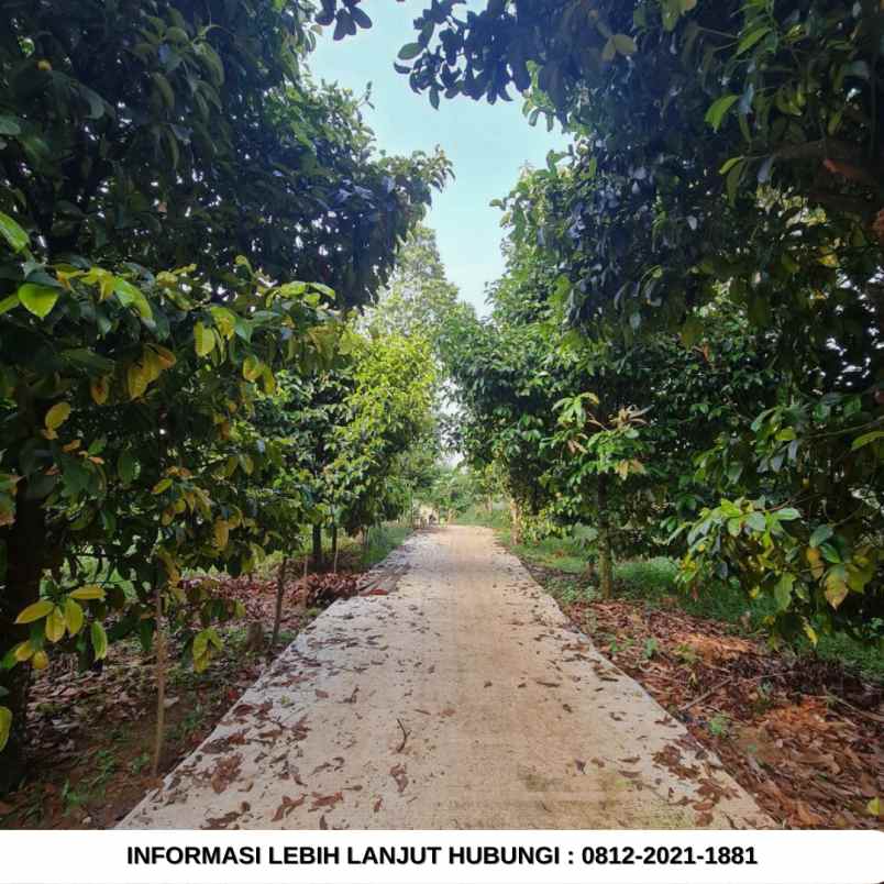 jual kebun durian 100 hektar di bogor