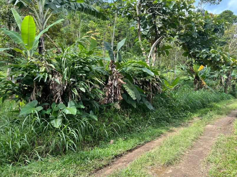 kebun durian 1237m kawasan wisata kemuning karanganyar
