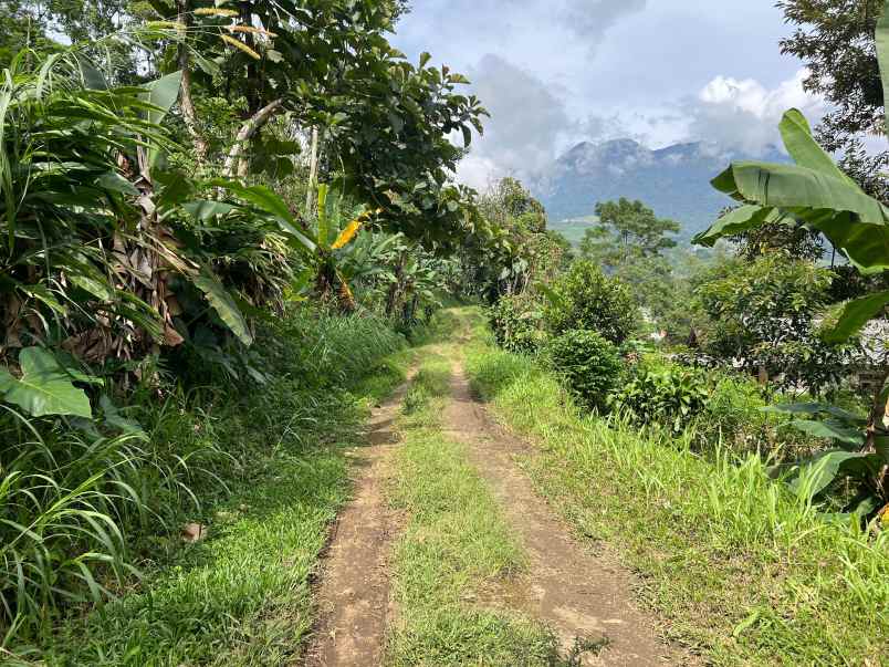 kebun durian 1237m kawasan wisata kemuning karanganyar