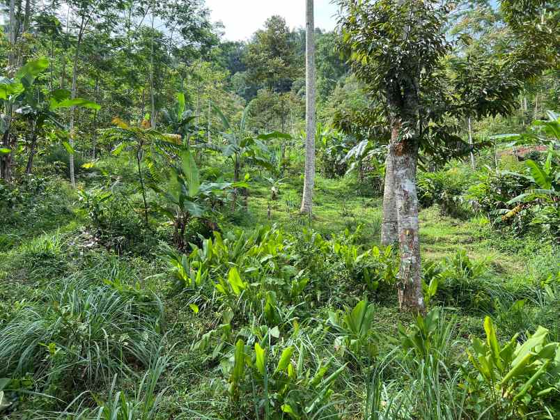 kebun durian 1237m kawasan wisata kemuning karanganyar