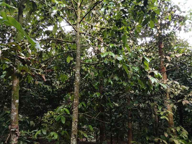 kebun manggis 100 pohon subang jawa barat