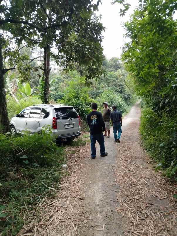 kebun manggis 100 pohon subang jawa barat