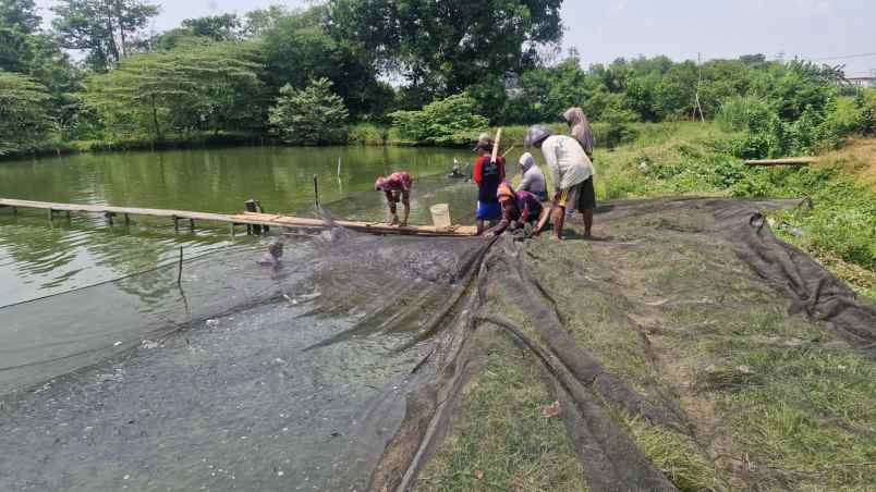 kolam ikan di desa sumber sari kec pagaden subang