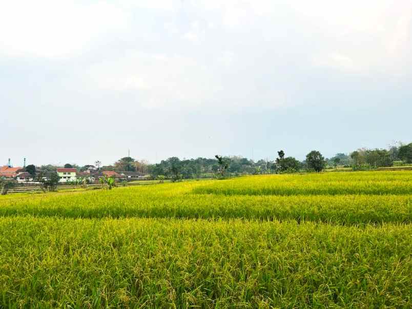 sawah timur terminal batujamus karanganyar