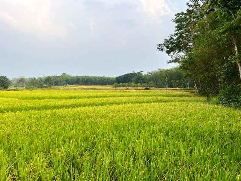 sawah timur terminal batujamus karanganyar
