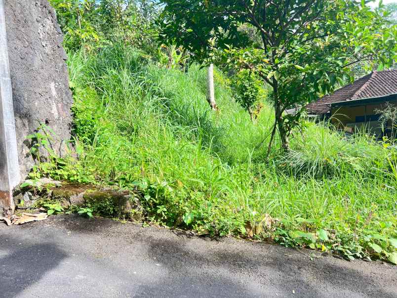 tanah 225 juta udara dingin ngargoyoso