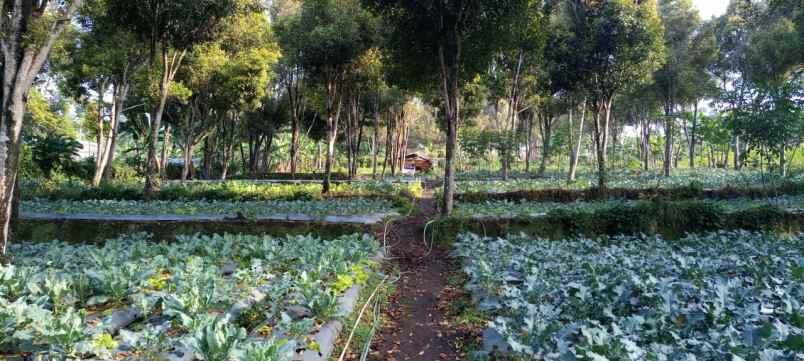 tanah cikole lembang