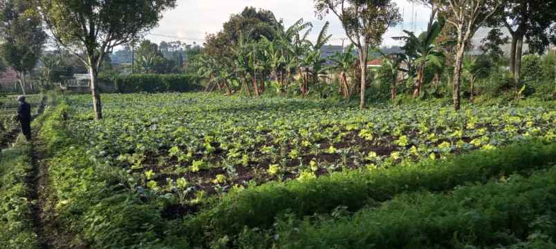 tanah cikole lembang