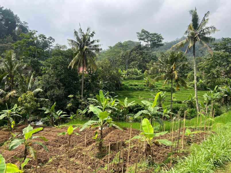 tanah istimewa dekat sungai 750m utara candi cetho