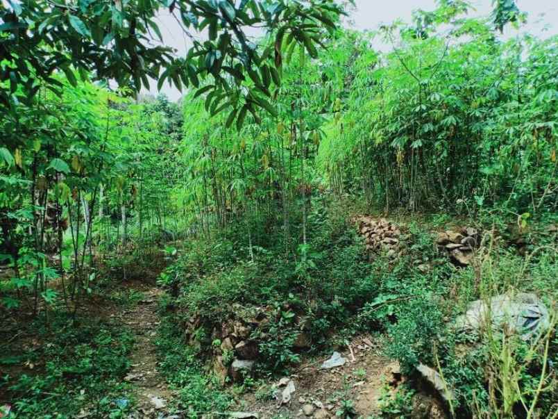 tanah karangpandan karanganyar