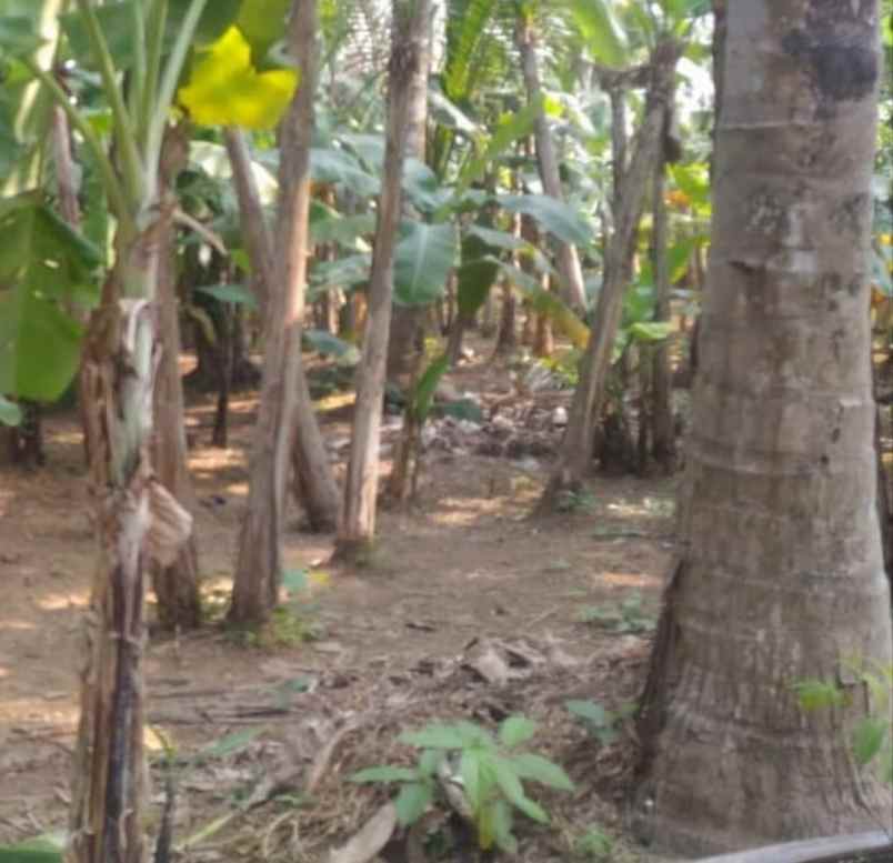 tanah kebon dijual kebon besar teluk naga tangerang