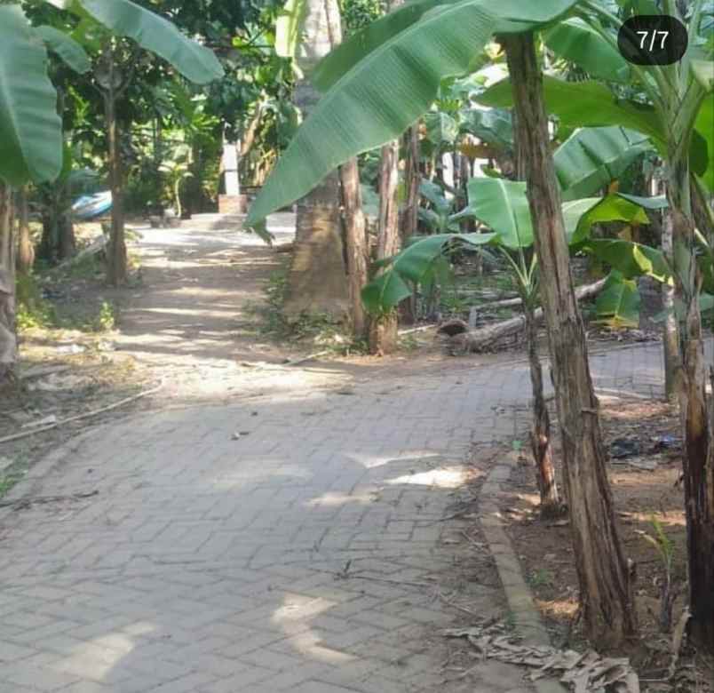tanah kebon dijual kebon besar teluk naga tangerang