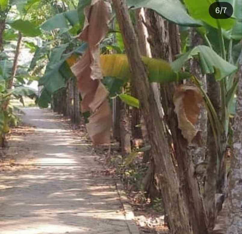 tanah kebon dijual kebon besar teluk naga tangerang