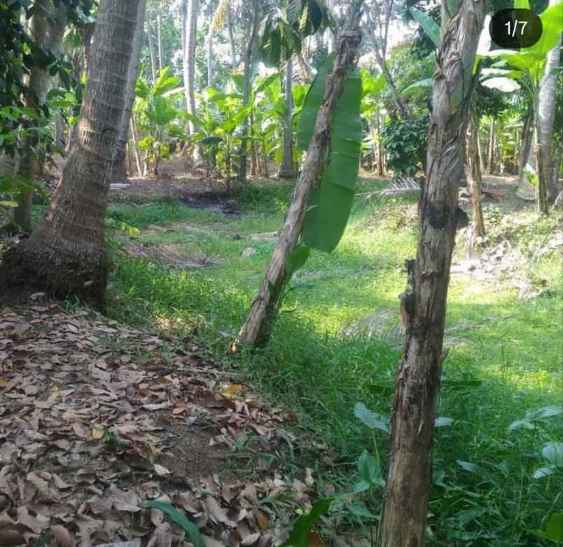 tanah kebon dijual kebon besar teluk naga tangerang