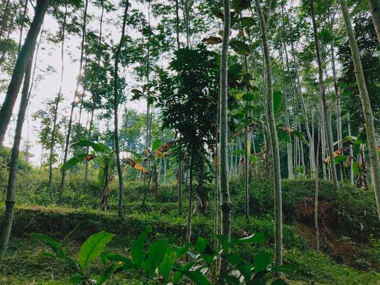 tanah mojogedang karanganyar