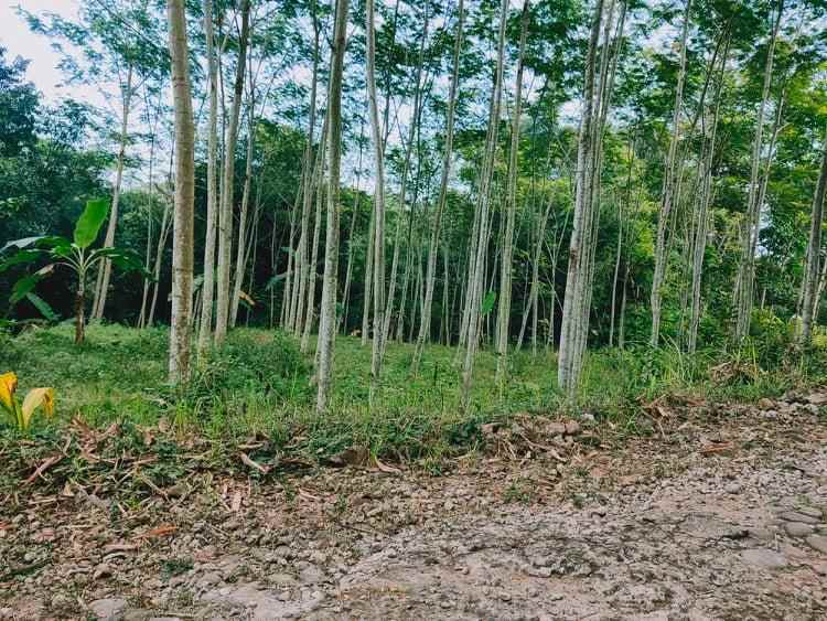 tanah mojogedang karanganyar