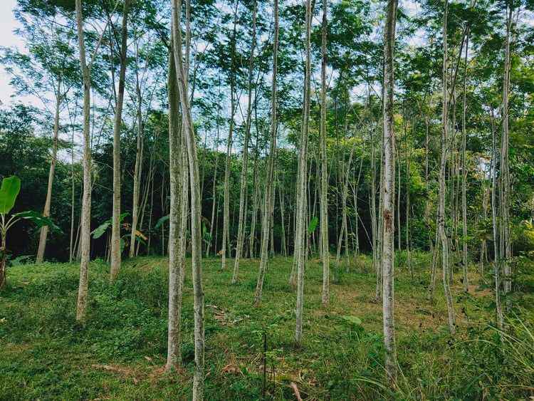 tanah mojogedang karanganyar