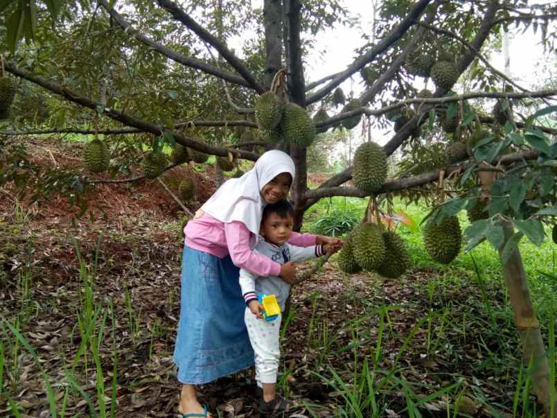 tanah pekalongan jawa tengah