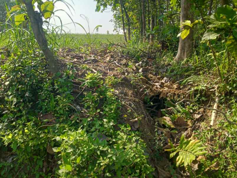 tanah pekarangan zona kuning dijual cepat 8000 mt2