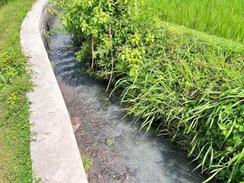 tanah sawah subur 2150m kedawung sragen