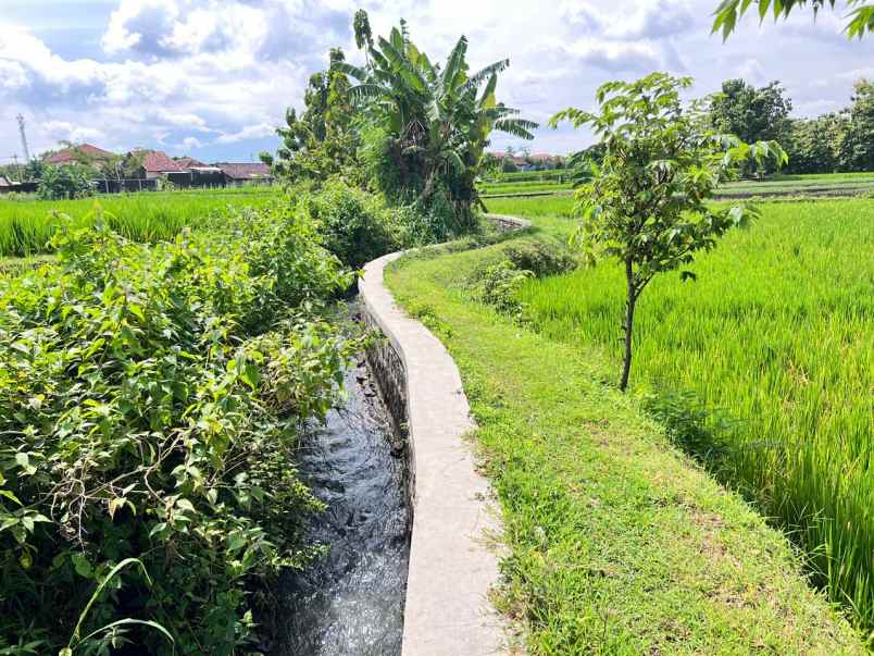 tanah sawah subur 2150m kedawung sragen
