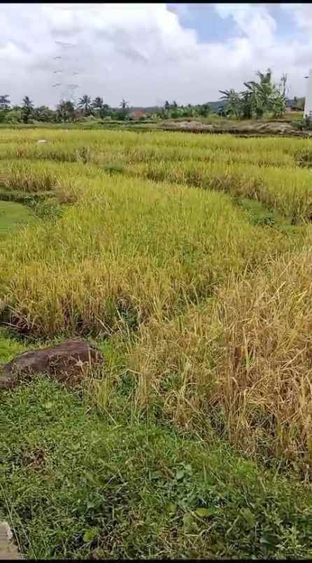 tanah sawah subur view alam pegunungan