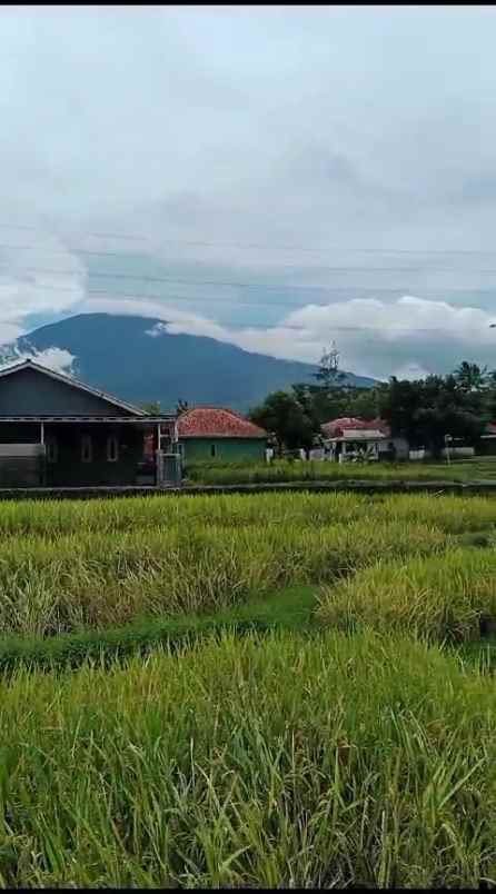 tanah sawah subur view alam pegunungan