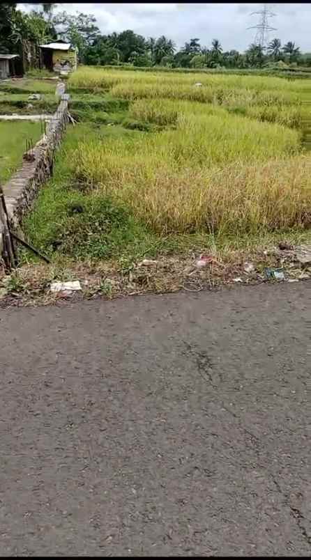 tanah sawah subur view alam pegunungan