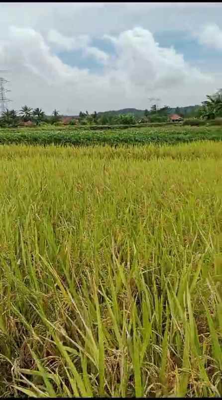 tanah sawah subur view alam pegunungan