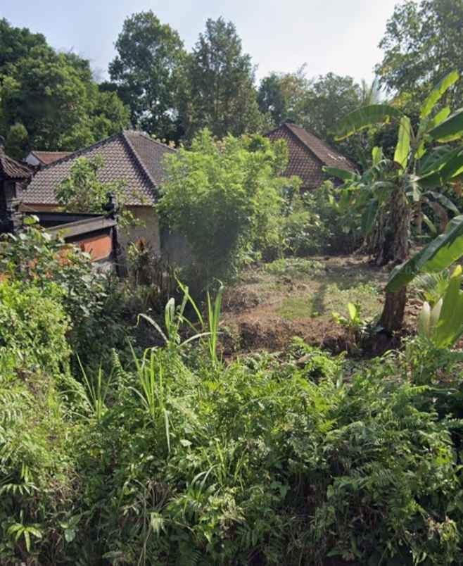 tanah zona kuning tidak lsd di mambang tabanan bali