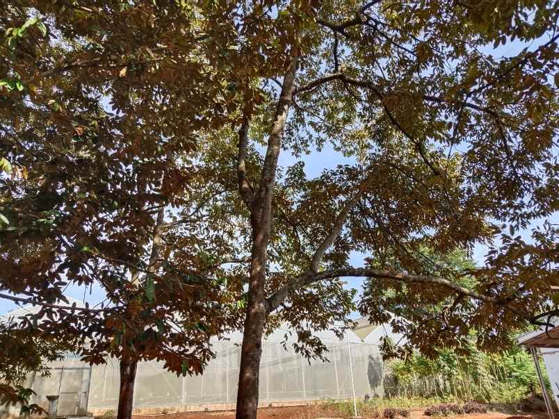 vila kebun produktif cijambe subang jawa barat