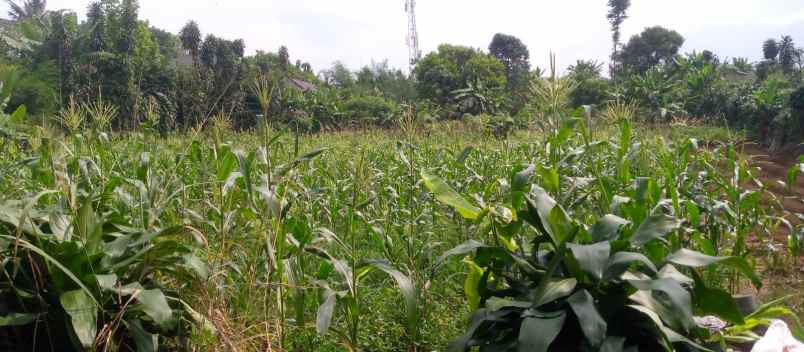 dijual murah tanah di taman sari ciapus surat shm